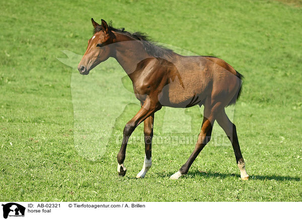horse foal / AB-02321