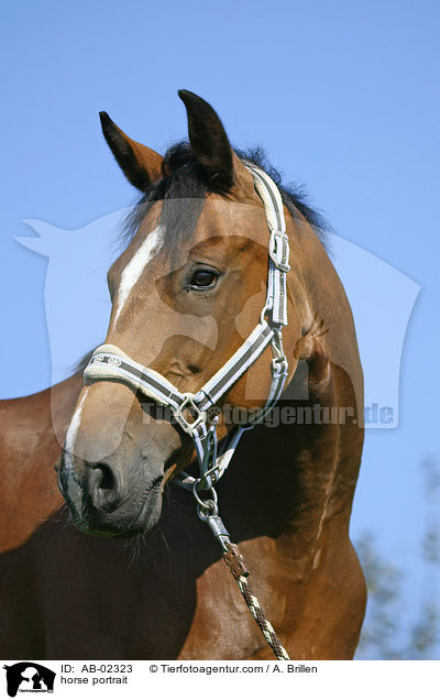 horse portrait / AB-02323