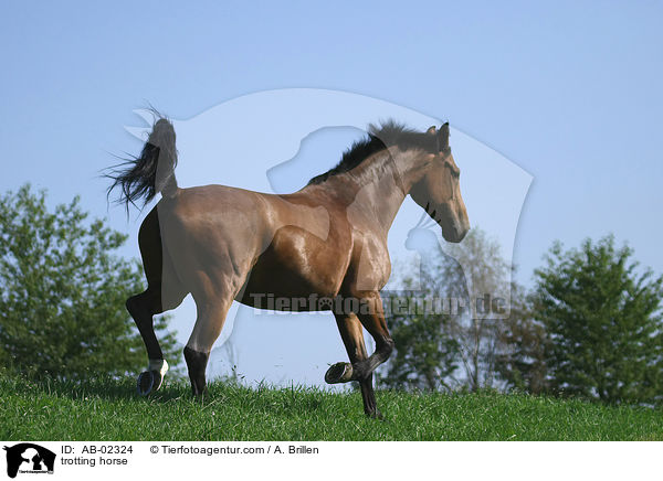 trotting horse / AB-02324