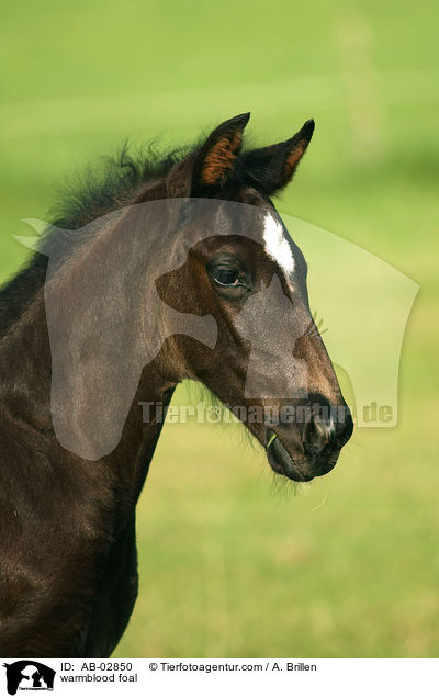 warmblood foal / AB-02850