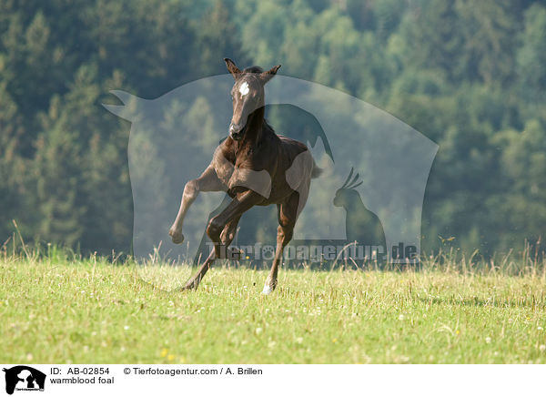 warmblood foal / AB-02854