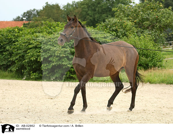 Rheinlnder / warmblood / AB-02862