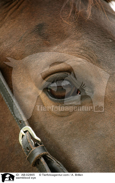 Rheinlnder Auge / warmblood eye / AB-02865
