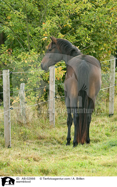 Rheinlnder / warmblood / AB-02866