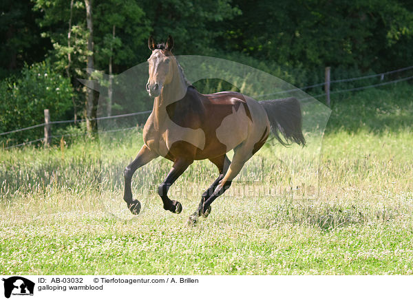 galoppierender Rheinlnder / galloping warmblood / AB-03032