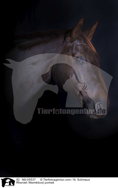 Rhenish Warmblood portrait / NS-05537