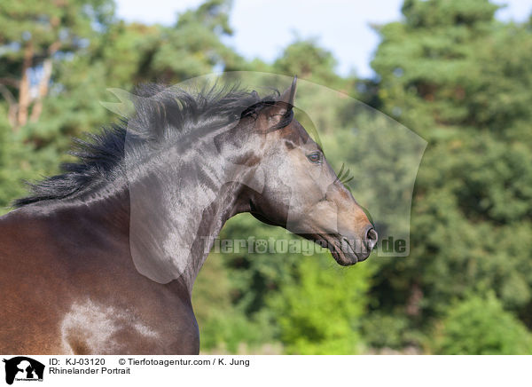 Rhinelander Portrait / KJ-03120