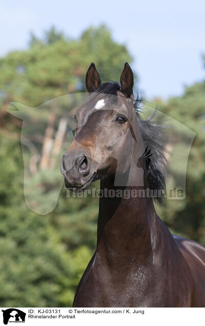 Rhinelander Portrait / KJ-03131