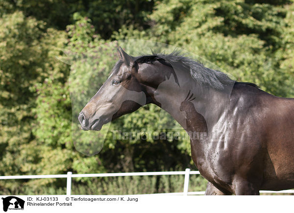 Rheinl�nder Portrait / Rhinelander Portrait / KJ-03133