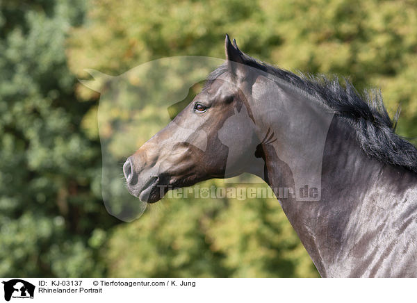 Rhinelander Portrait / KJ-03137