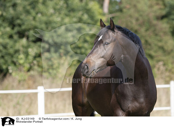 Rheinlnder Portrait / Rhinelander Portrait / KJ-03149