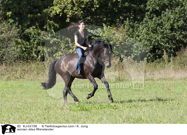 Frau reitet Rheinlnder / woman rides Rhinelander / KJ-03156