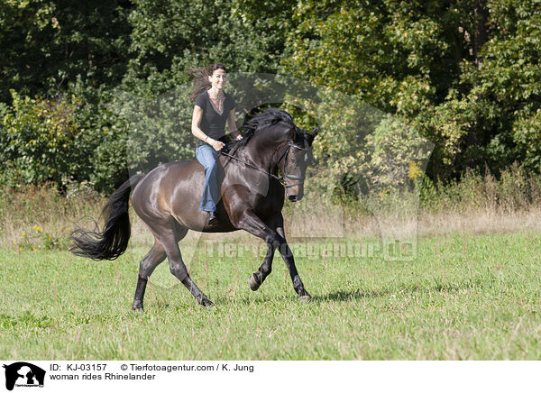 Frau reitet Rheinlnder / woman rides Rhinelander / KJ-03157