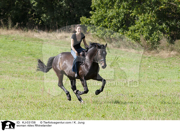 Frau reitet Rheinlnder / woman rides Rhinelander / KJ-03158