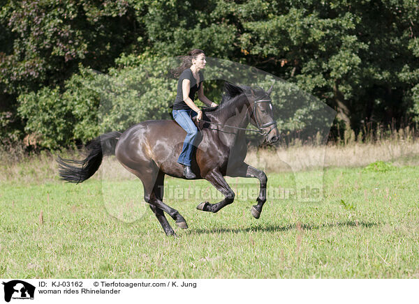 Frau reitet Rheinlnder / woman rides Rhinelander / KJ-03162