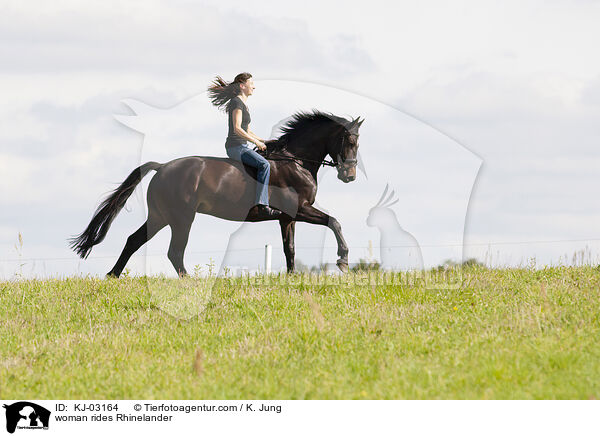 Frau reitet Rheinlnder / woman rides Rhinelander / KJ-03164