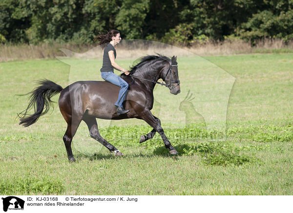 Frau reitet Rheinlnder / woman rides Rhinelander / KJ-03168