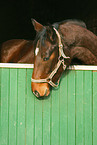 Rhenish warmblooded horse