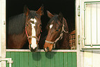 Rhenish warmblooded horses