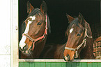 Rhenish warmblooded horses