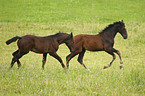 Rhenish warmblood foals