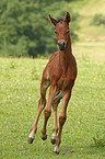 Rhenish warmblood foal