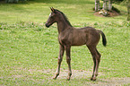 Rhenish warmblood foal