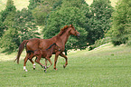 Rhenish warmblood mare with foal