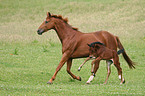Rhenish warmblood mare with foal