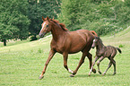 Rhenish warmblood mare with foal