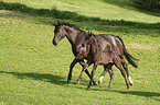 Rhenish warmblood