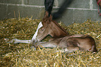 foal