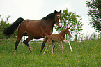 mare with foal