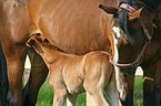 mare with foal