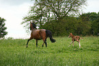 mare with foal