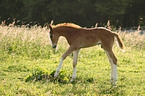 foal