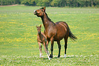 mare with foal