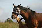 mare with foal