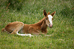 foal