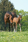 mare with foal