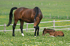 mare with foal