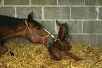 mare with foal