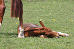 foal