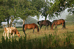 horses