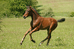 galloping foal