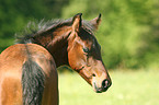 foal