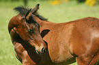 foal