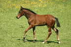 foal