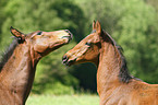 horse foals