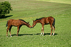 horse foals